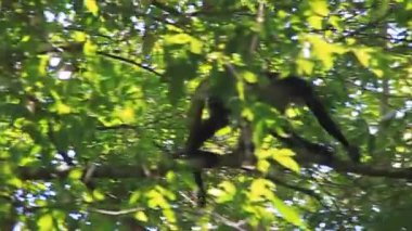 Milli Parkı Tikal örümcek maymun