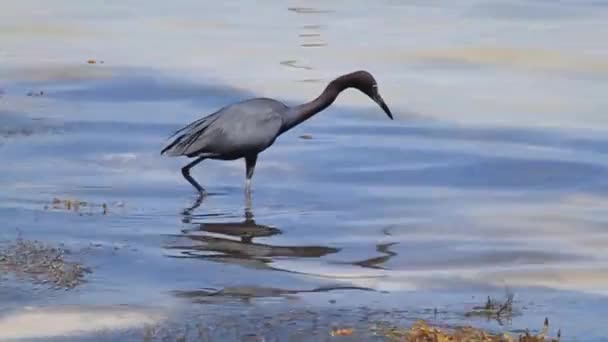 Pequeña Garza Azul — Vídeo de stock