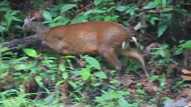 Red Brocket Deer — Stock Video