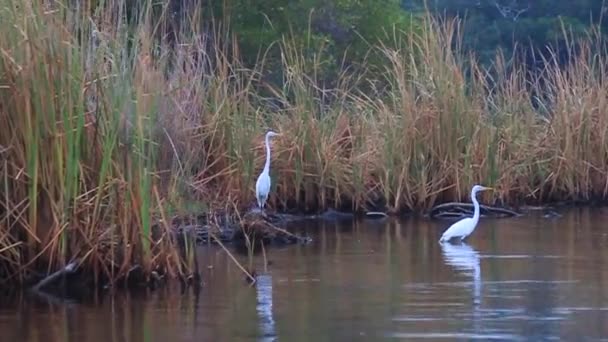 Grote zilverreigers Ardea alba — Stockvideo