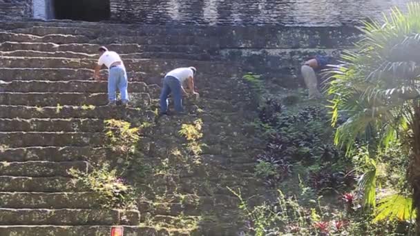 Los trabajadores mantienen las ruinas de Tikal — Vídeo de stock