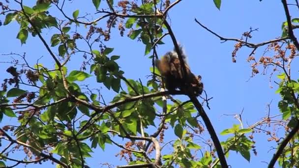 Ekorre i Cerro Tzankujil park — Stockvideo