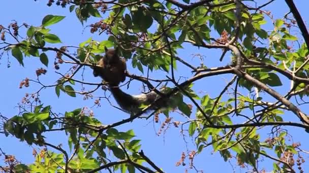 Esquilo no parque Cerro Tzankujil — Vídeo de Stock