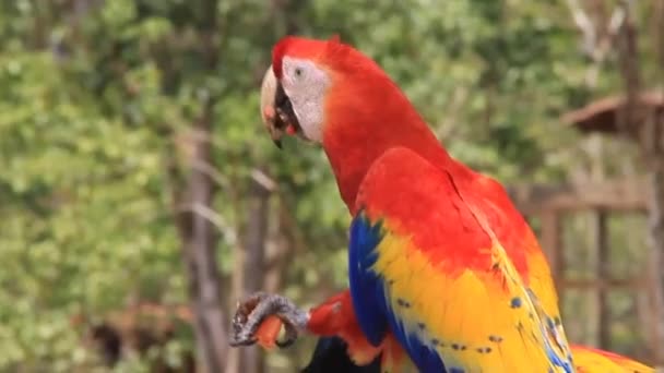 Scarlet macaw, national bird of Honduras — Stock Video