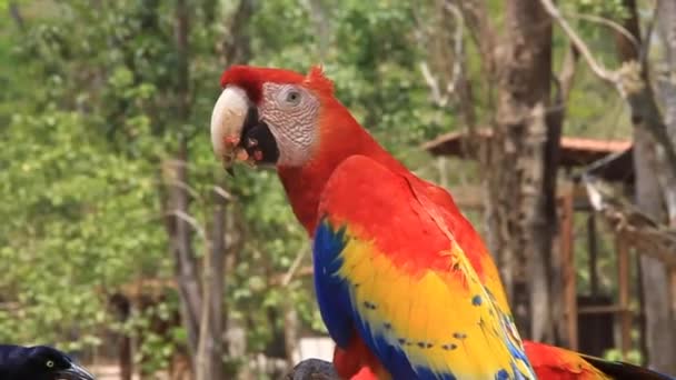 Алый ара, национальная птица Гондураса — стоковое видео
