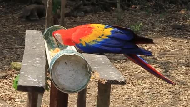 Ljusröd ara, nationella fågel i Honduras — Stockvideo