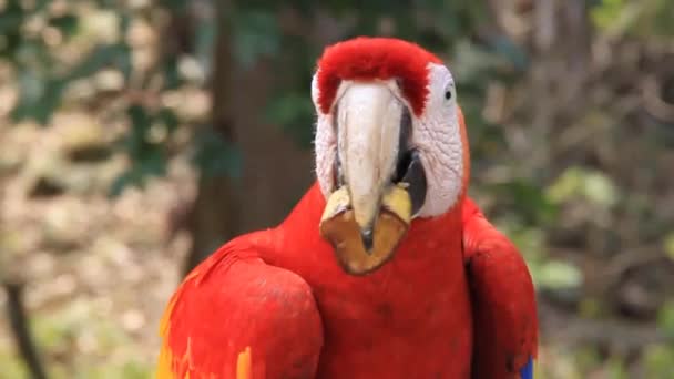 Ljusröd ara, nationella fågel i Honduras — Stockvideo