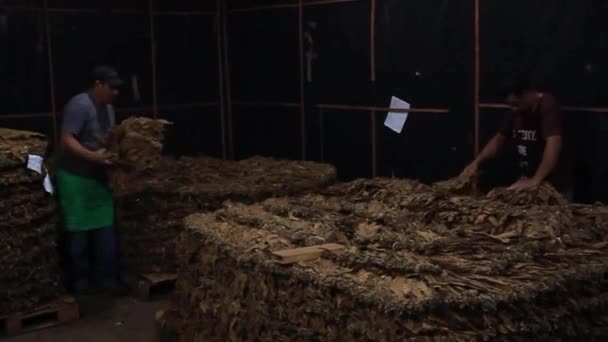 Workers in drying room for tobacco — Stock Video