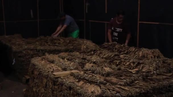 Travailleurs dans la salle de séchage pour tabac — Video