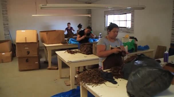 Travailleurs de l'usine de cigares Tabacalera Santiago — Video