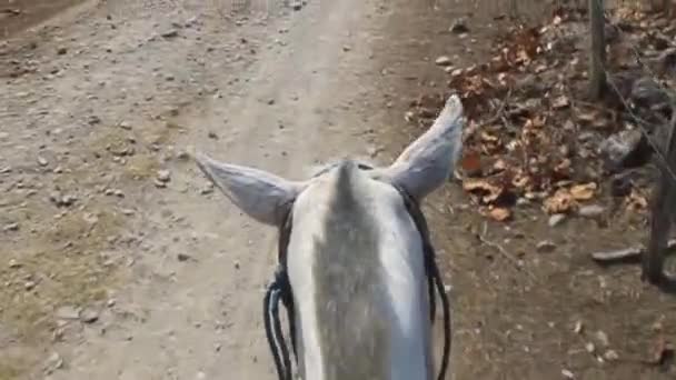 Hästar huvud sett från hans rygg — Stockvideo