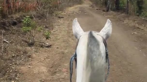 Cabeza de caballo vista desde la espalda — Vídeos de Stock