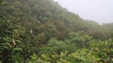 Orman-in Reserva Biologica Bosque Nuboso Monteverde bulut