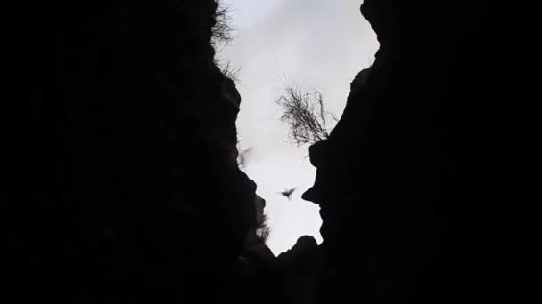 Bats in a lava tunnel — Stock Video