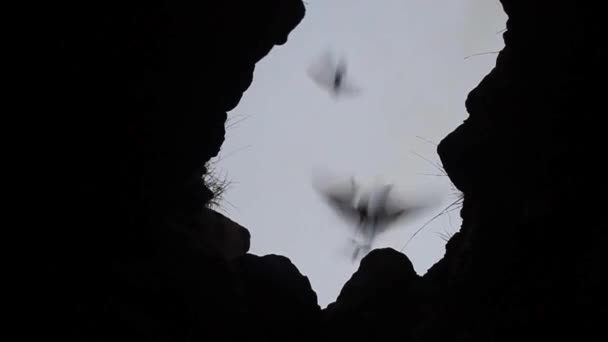 Fladdermöss i en lava-tunnel — Stockvideo