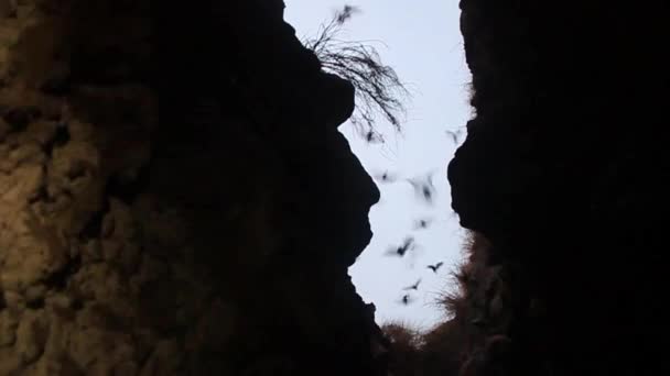 Vleermuizen in een lava-tunnel — Stockvideo