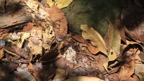 Μυρμήγκι μονοπάτι μέσα σε δάσος — Αρχείο Βίντεο