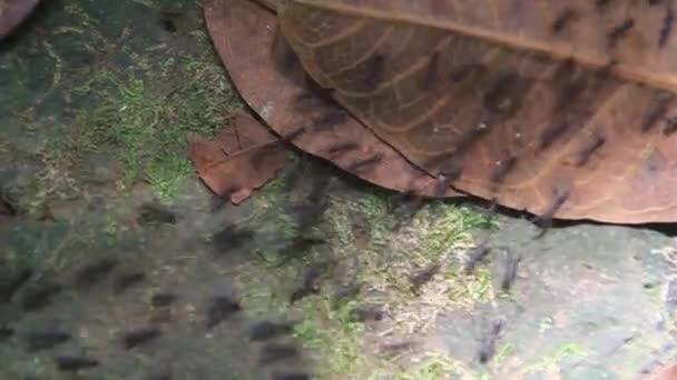 Sendero de hormigas en un bosque — Vídeo de stock