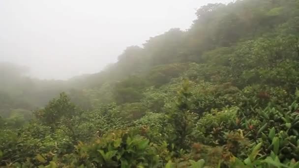 Floresta de nuvens de Reserva Biologica Bosque Nuboso Monteverde — Vídeo de Stock