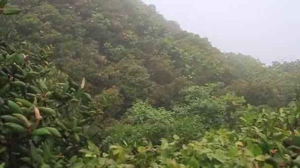 Erdő a Reserva Biologica Bosque Nuboso Monteverde felhő — Stock videók