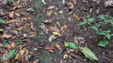 Karıncalar içinde bulut orman, Reserva Biologica Bosque Nuboso Monteverde, Kosta Rika