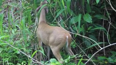 Milli Parkı Manuel Antonio geyik