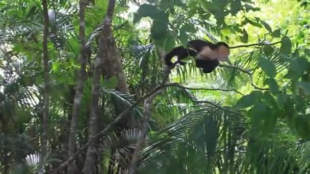 Белоголовая капуцинская обезьяна — стоковое видео