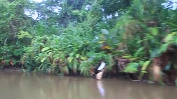 La Suerte river — Stockvideo