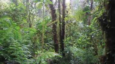 Milli Parkı Volcan Baru ormanda bulut