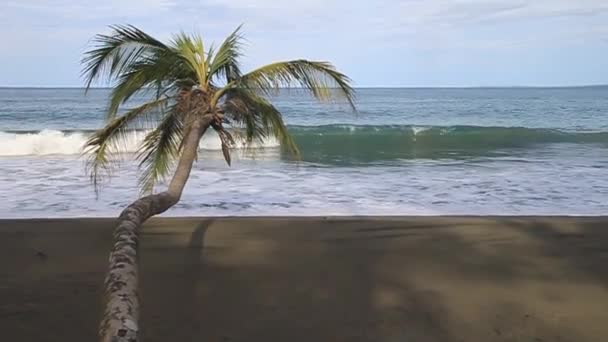 Пальма на пляже — стоковое видео