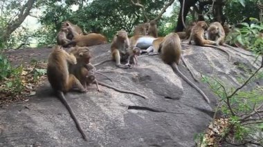 Dambulla mağara temple yakınındaki makak