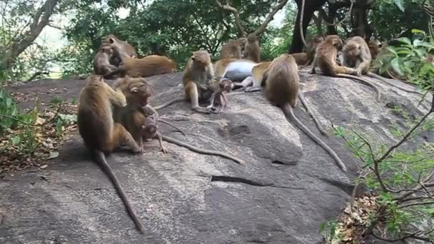 丹布拉洞穴寺附近的猕猴 — 图库视频影像