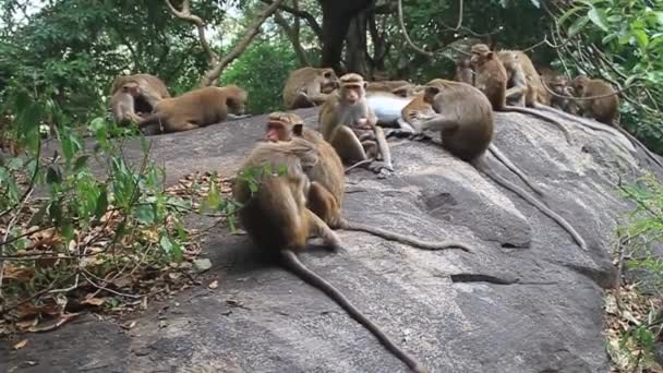 丹布拉洞穴寺附近的猕猴 — 图库视频影像