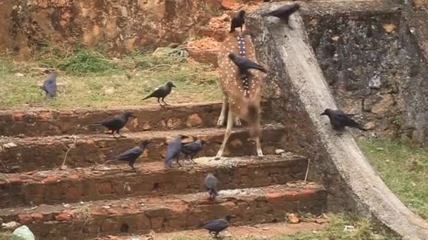 Chital and crows — Stock Video