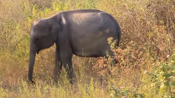 Sri Lankalı Fil Elephas Maximus Maximus Udawalawe Milli Parkı Sri — Stok video