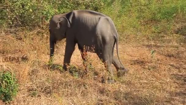 Sri-lankischer Elefant — Stockvideo