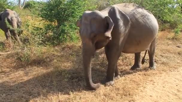 Sri Lankan elephant — Stock Video