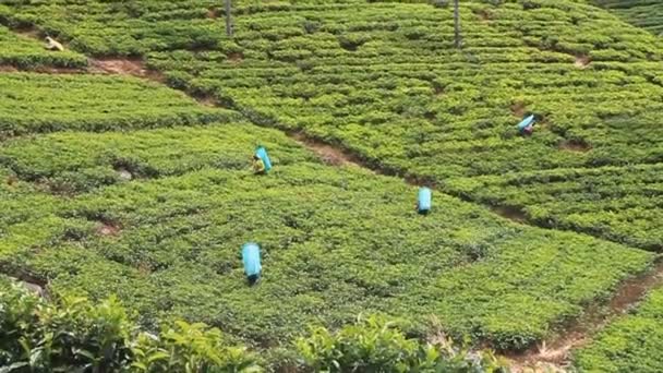 Workers of tea plantations — Stock Video