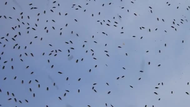 Fliegt auf ein Glas — Stockvideo