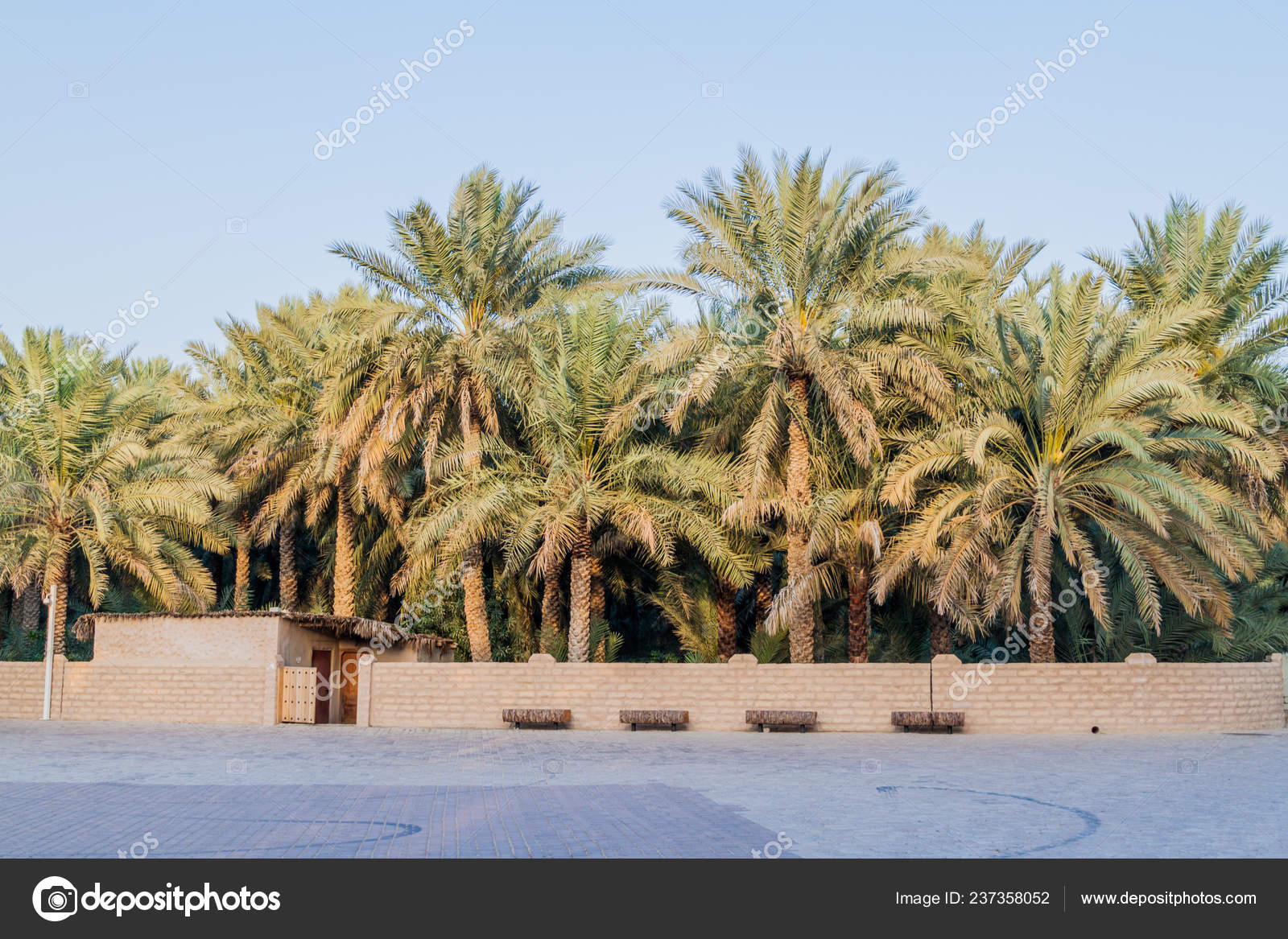 Palms Ain Oasis United Arab Emirates Stock Photo Image By C Mathes