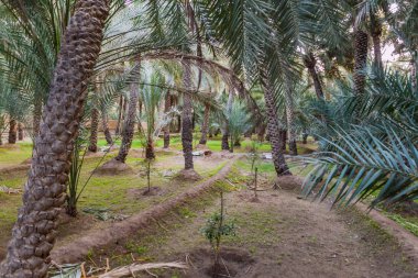 Avuç içi Al Ain oasis, Birleşik Arap Emirlikleri