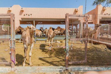 Al Ain, Birleşik Arap Emirlikleri hayvan pazarında, deve kafesleri