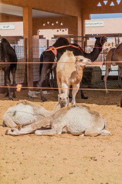 Al Ain, Birleşik Arap Emirlikleri hayvan pazarında satışa develer