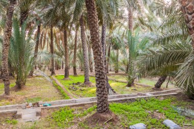 Avuç içi Al Ain oasis, Birleşik Arap Emirlikleri