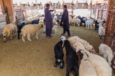 Al Ain, Birleşik Arap Emirlikleri - 8 Mart 2017: Al Ain, Birleşik Arap Emirlikleri hayvan pazarında, bir keçi satın müşteri