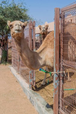 Al Ain, Birleşik Arap Emirlikleri hayvan pazarında, deve kafesleri