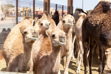 Al Ain, Birleşik Arap Emirlikleri hayvan pazarında satışa develer