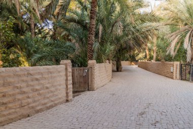 Palms in Al Ain oasis, United Arab Emirates clipart