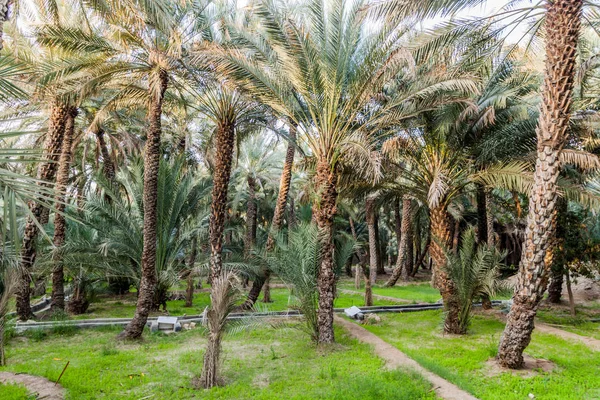 Palms Ain Oasis United Arab Emirates — Stock Photo, Image