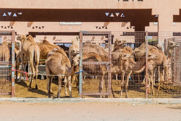 Camel Cages Animal Market Ain Uae — Stock Photo, Image